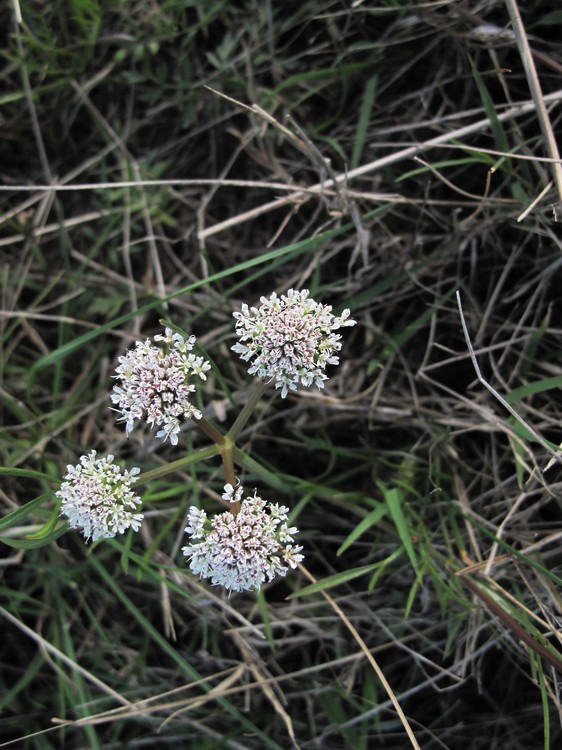 Oenanthe globulosa